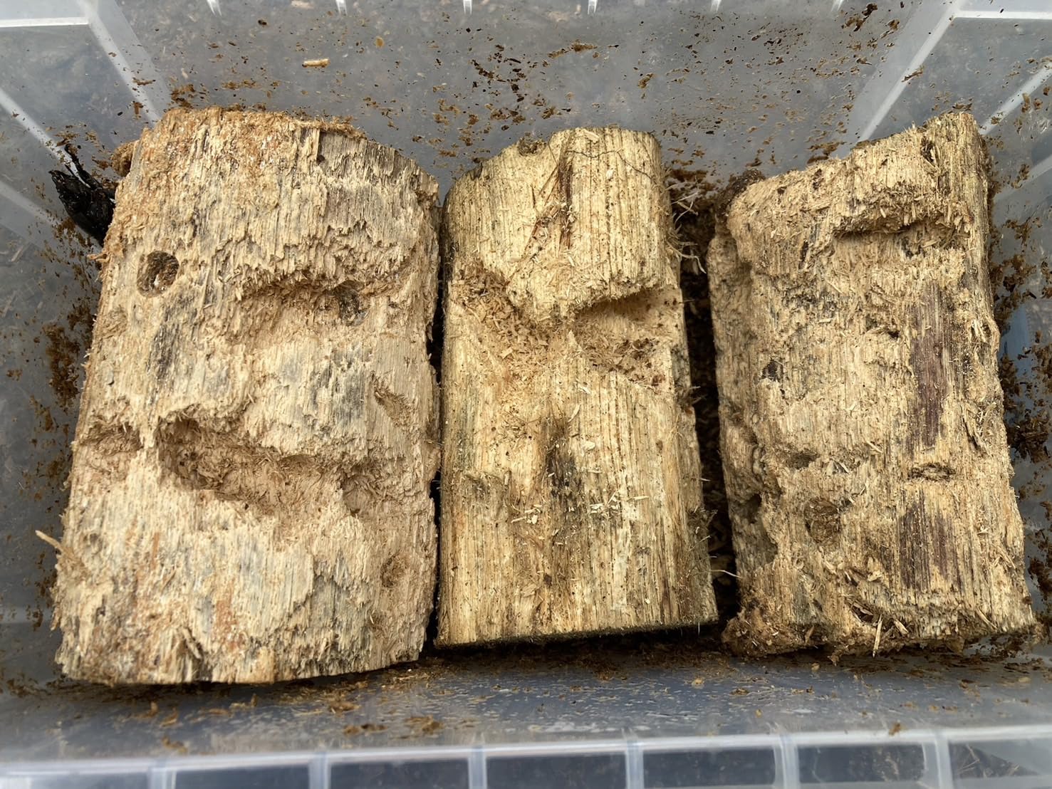 ４本セット！最強のクワガタ産卵木　特大サイズで爆産！植菌カワラ材　加水不用 Amazon | 【EXCEED CRAFT】植菌カワラ材（LサイズとMサイズの2本入り